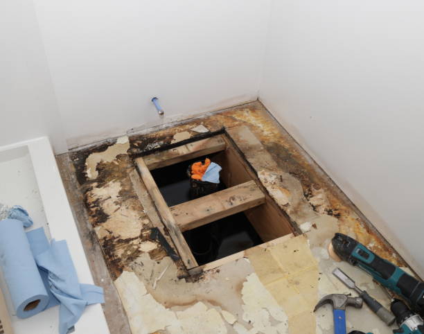 Best Residential Mold Remediation in Moville, IA